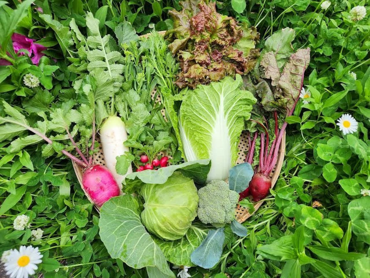 信州　初夏の野菜セット【8品目】